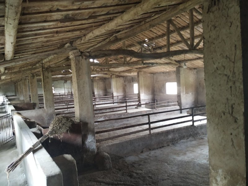 出租沙洋沈集60亩小水库1000平养猪场
