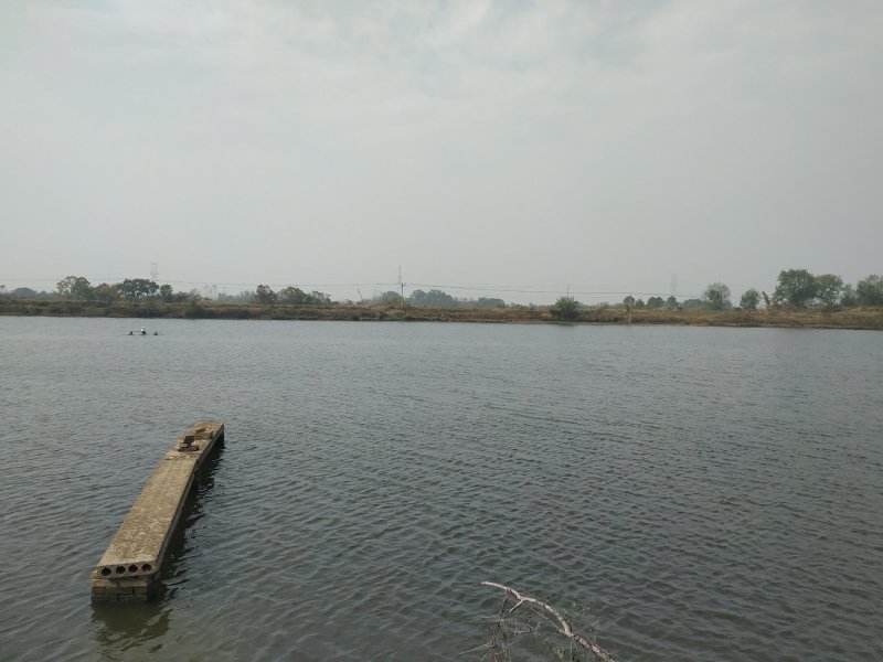 出租沙洋沈集60亩小水库1000平养猪场