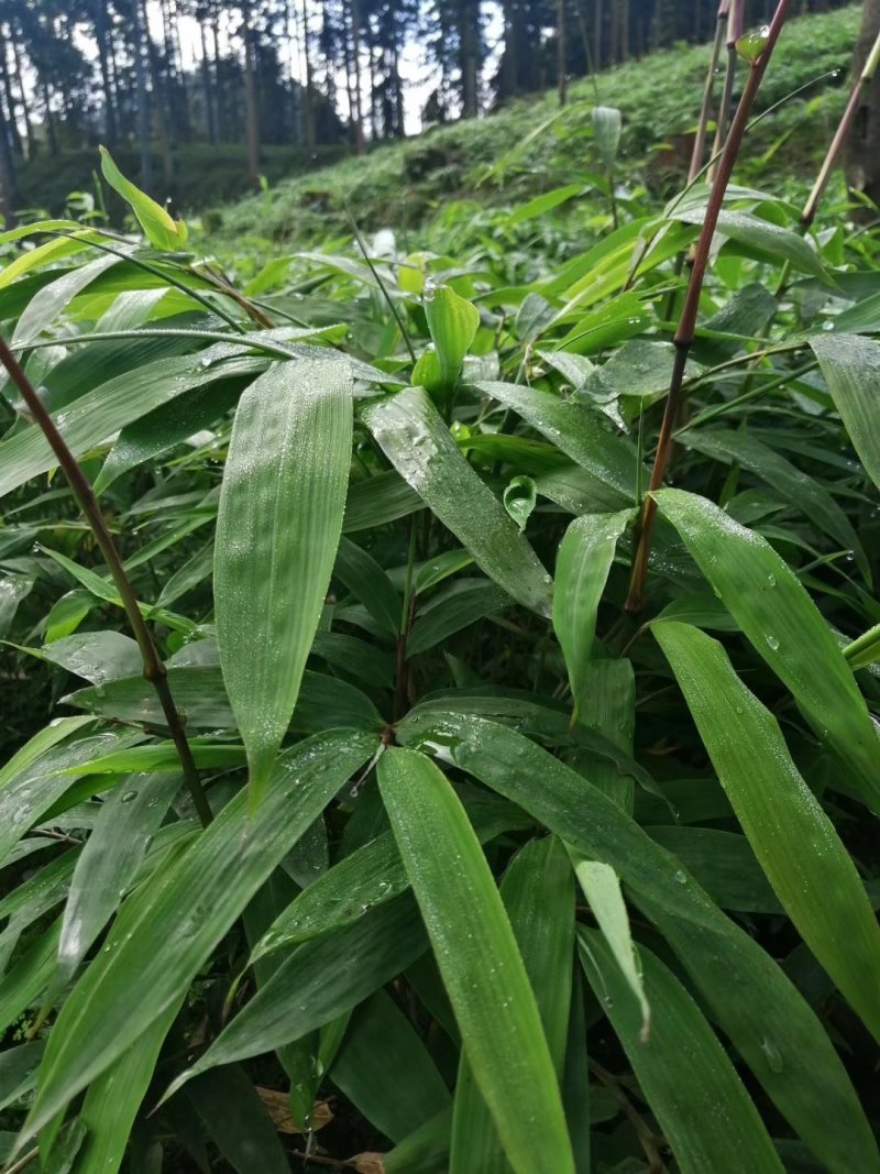 竹苗