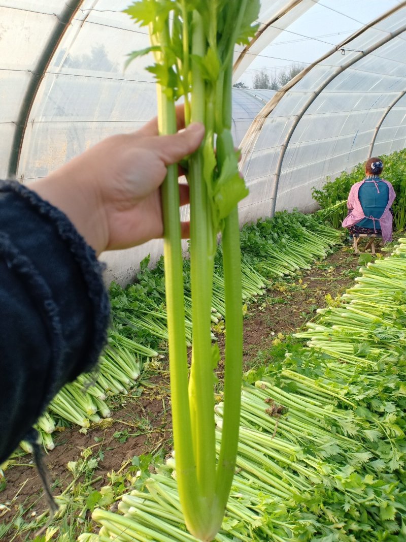 高陵何村万亩精品芹菜大量上市质量保证价格合适欢迎订购