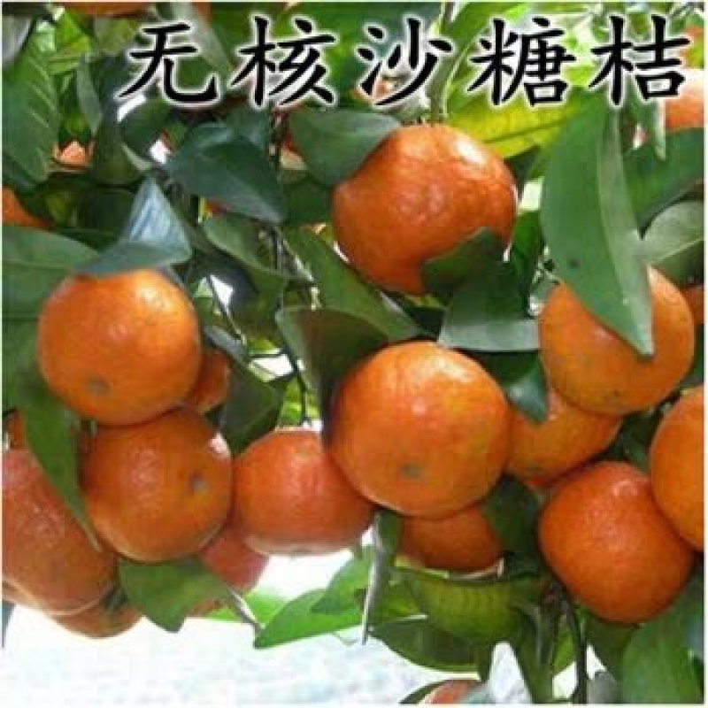 脆皮沙糖桔金桔二年嫁接苗，基地直销全国包邮保证质量纯度。