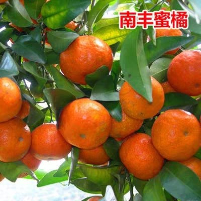 脆皮沙糖桔金桔二年嫁接苗，基地直销全国包邮保证质量纯度。