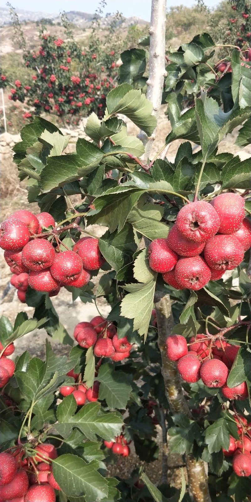 沂蒙山大金星山楂
