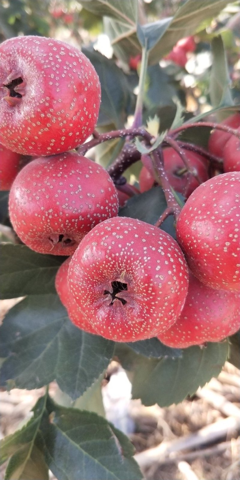 沂蒙山大金星山楂
