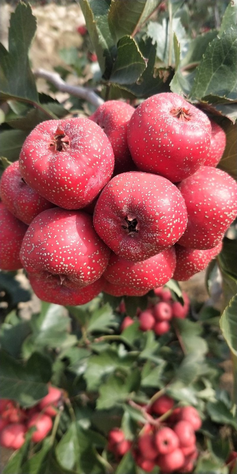 沂蒙山大金星山楂