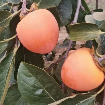 柿饼