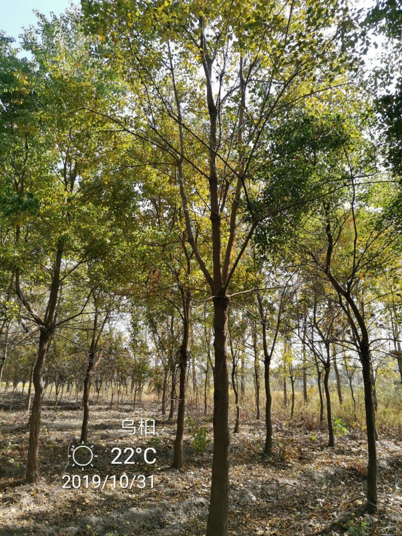 乌桕腊子树桕子树木子树苗圃大量供应2-20公分