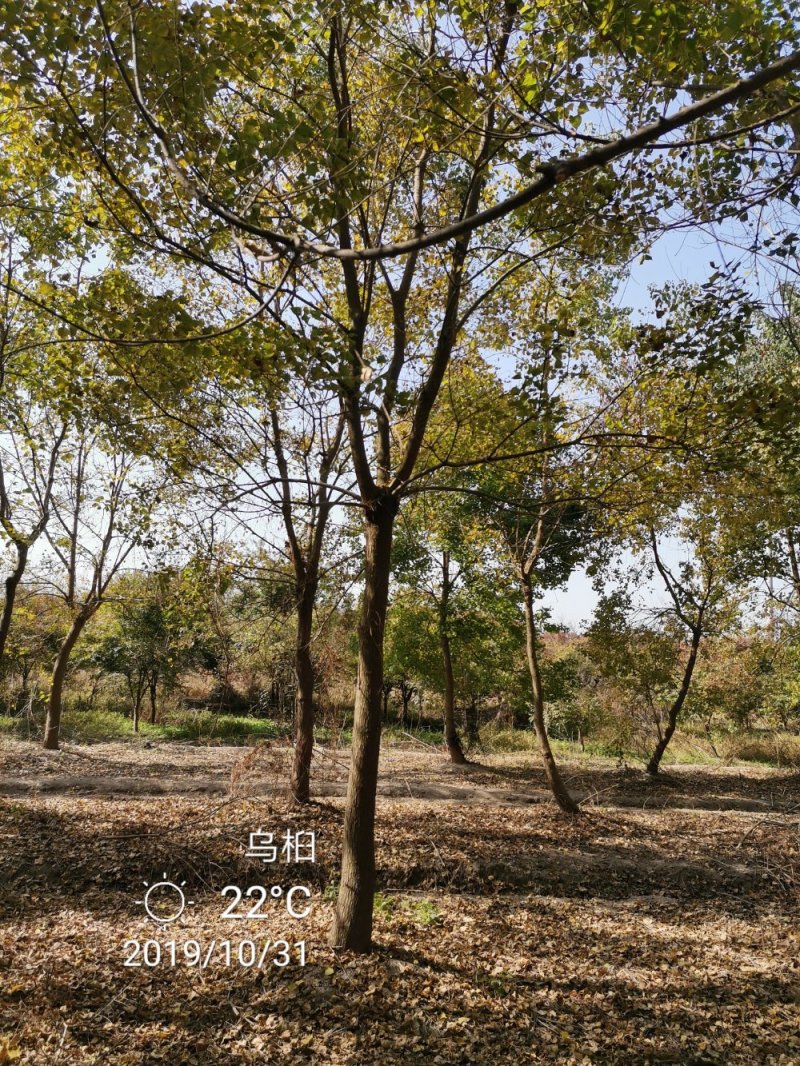乌桕腊子树桕子树木子树苗圃大量供应2-20公分