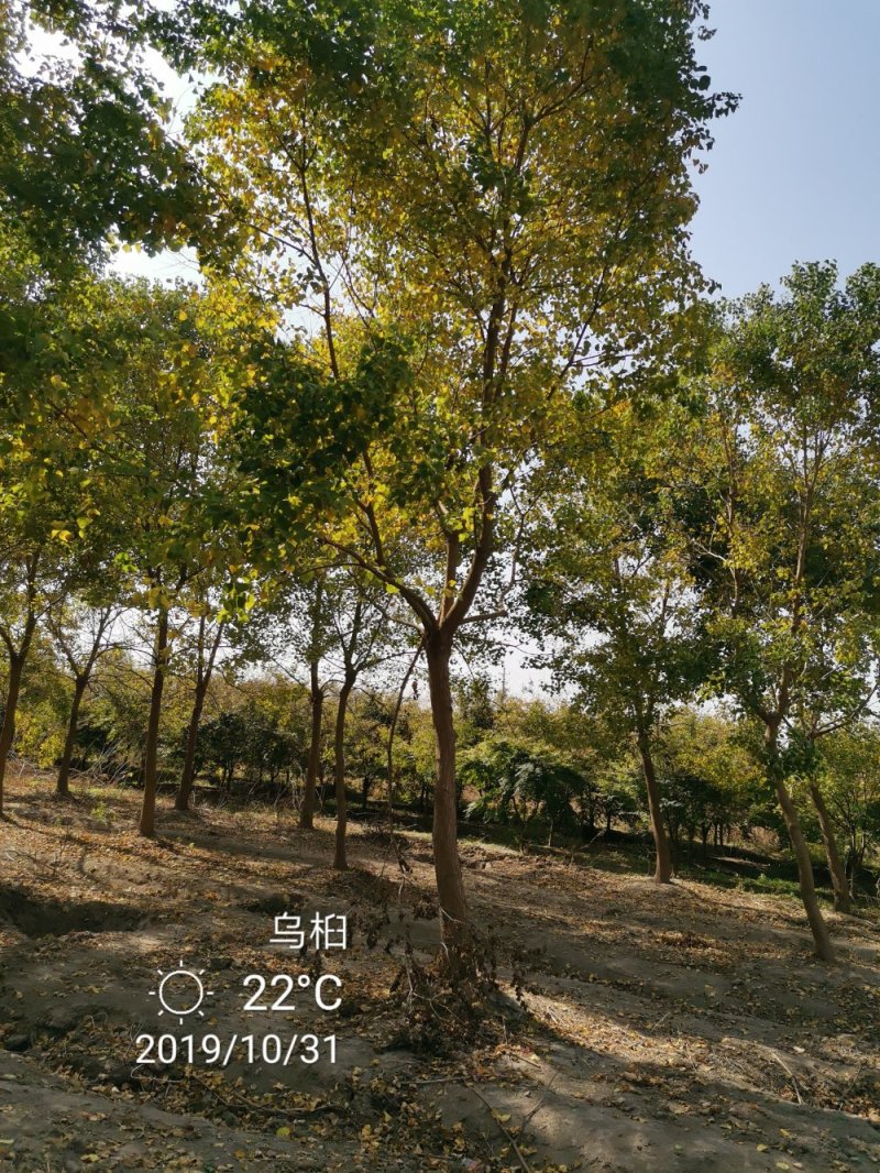 乌桕腊子树桕子树木子树苗圃大量供应2-20公分