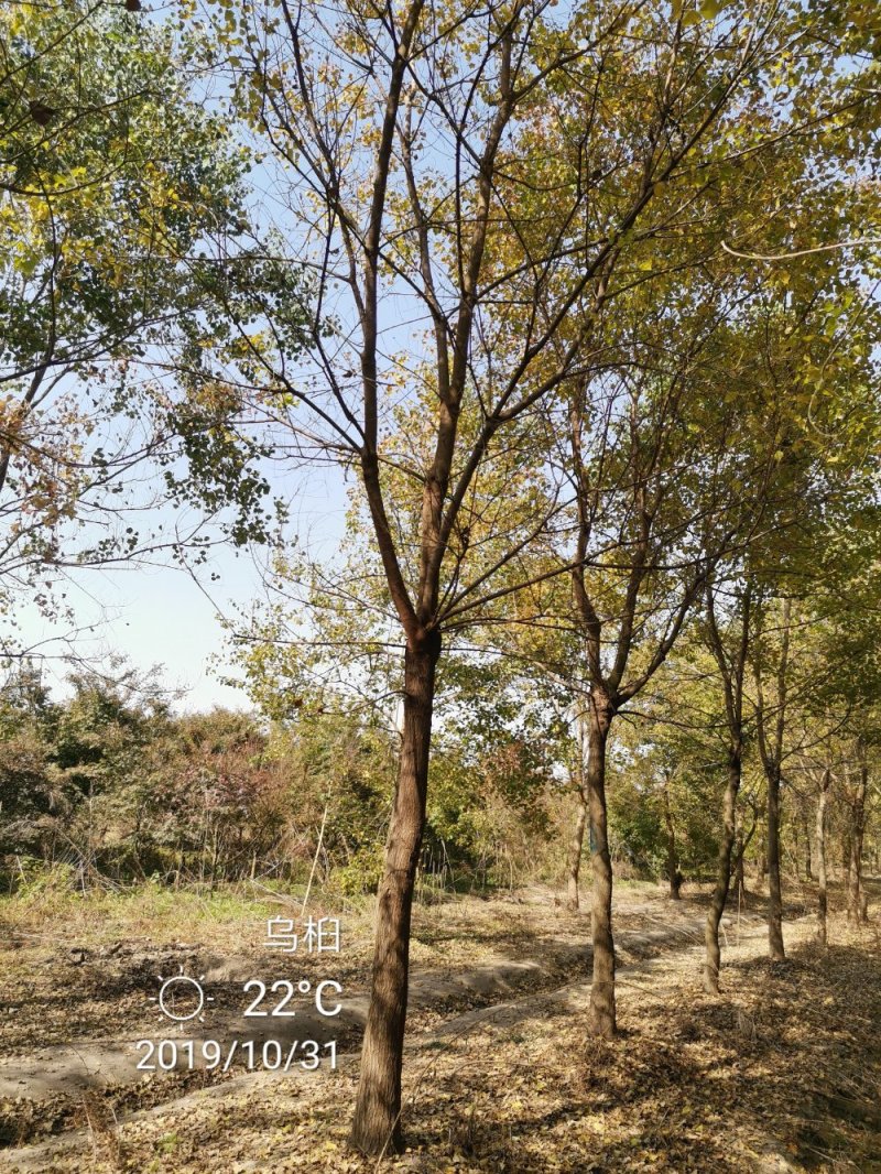 乌桕腊子树桕子树木子树苗圃大量供应2-20公分