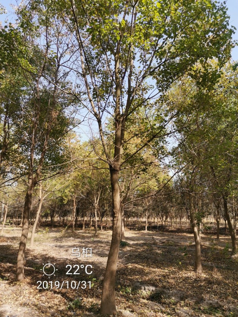 乌桕腊子树桕子树木子树苗圃大量供应2-20公分