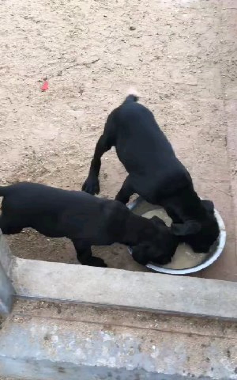 纯意大利双血统大骨架大头版卡斯罗犬威武霸气雄壮