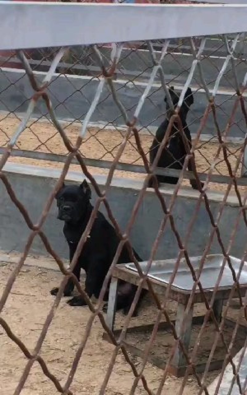 纯意大利双血统大骨架大头版卡斯罗犬威武霸气雄壮