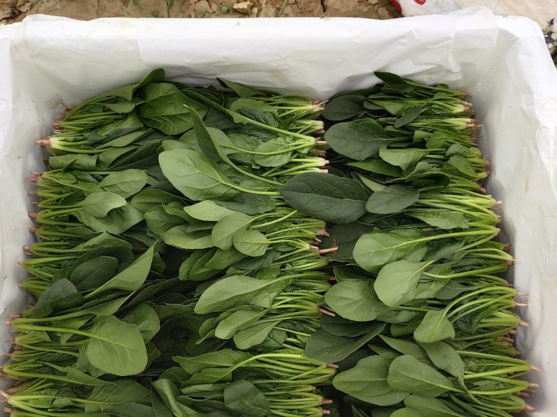 精品菠菜18-25厘米，人工专业，手工仔细