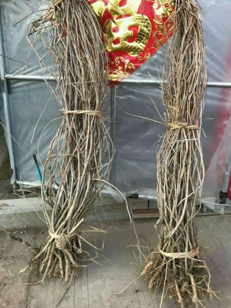 爬山虎小苗种植基地大量销售中，价格优惠植株健壮生长旺盛