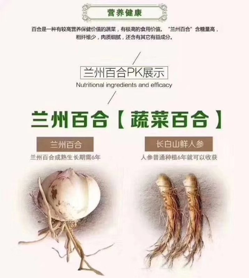 (一件代发)兰州无硫百合干/自家种植/给钱就卖/量大价优