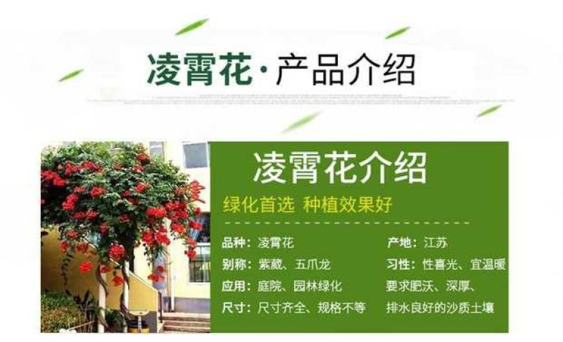 美国凌霄花爬藤四季庭院室内外盆栽大苗阳台攀援藤本花卉绿