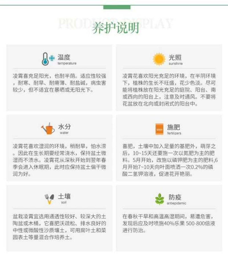 美国凌霄花爬藤四季庭院室内外盆栽大苗阳台攀援藤本花卉绿