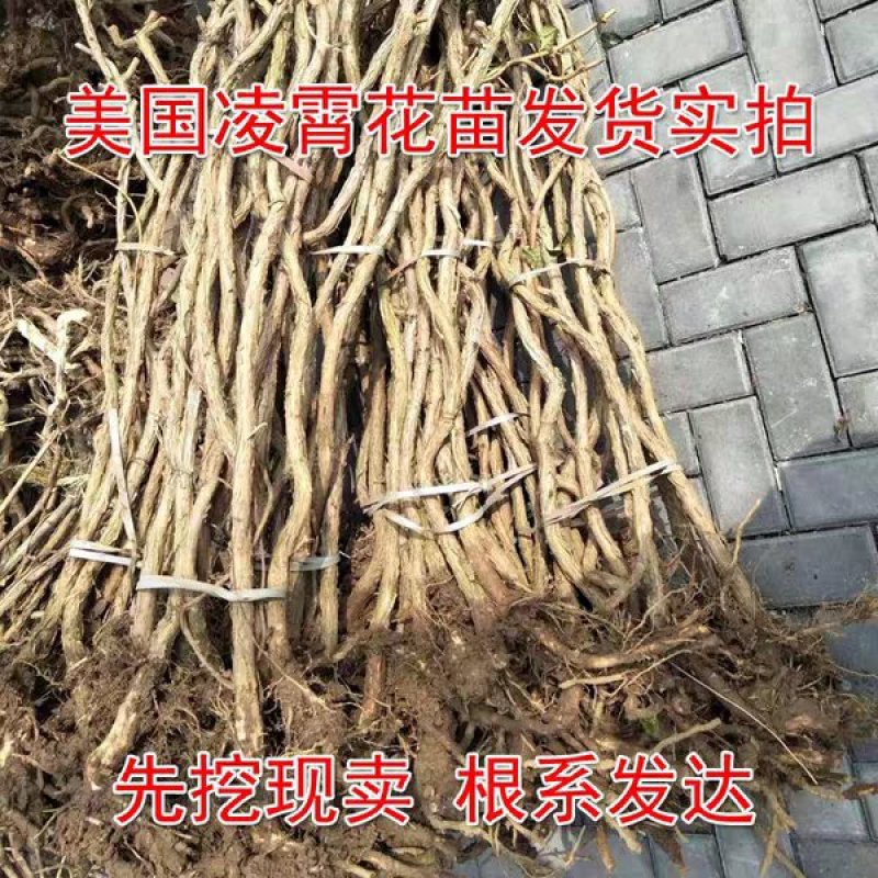 美国凌霄花爬藤四季庭院室内外盆栽大苗阳台攀援藤本花卉绿