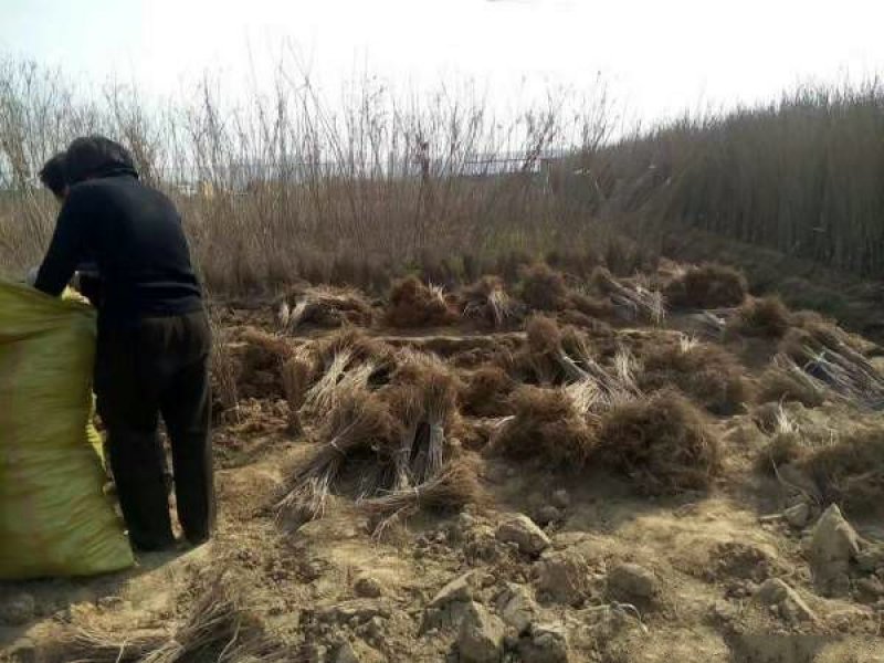 紫穗槐小苗价格优惠，生长旺盛成活率高，基地大量供应