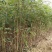 紫穗槐小苗价格优惠，生长旺盛成活率高，基地大量供应