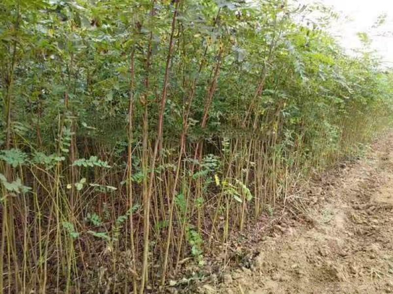 紫穗槐小苗价格优惠，生长旺盛成活率高，基地大量供应