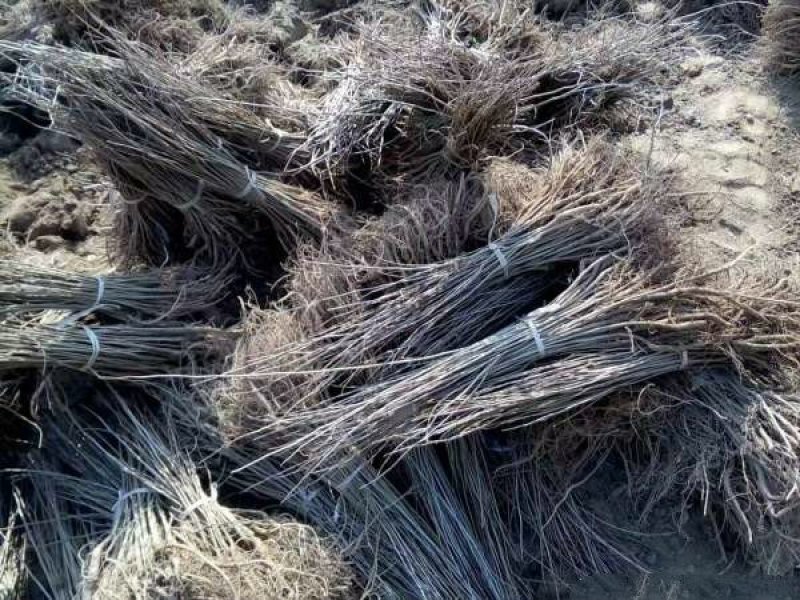 紫穗槐小苗价格优惠，生长旺盛成活率高，基地大量供应
