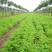 紫穗槐小苗价格优惠，生长旺盛成活率高，基地大量供应