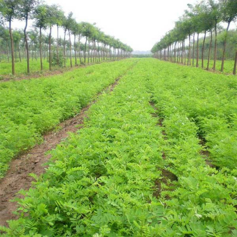 紫穗槐小苗价格优惠，生长旺盛成活率高，基地大量供应