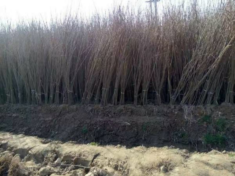 紫穗槐小苗价格优惠，生长旺盛成活率高，基地大量供应