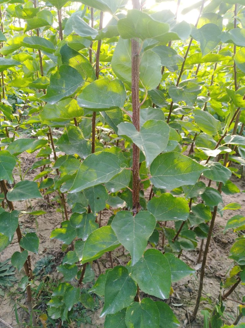荷兰香蜜杏现挖现卖保纯度质量