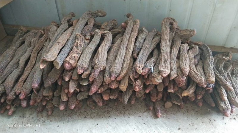 【有好货】内蒙金锁阳冬季锁阳500克质量保证