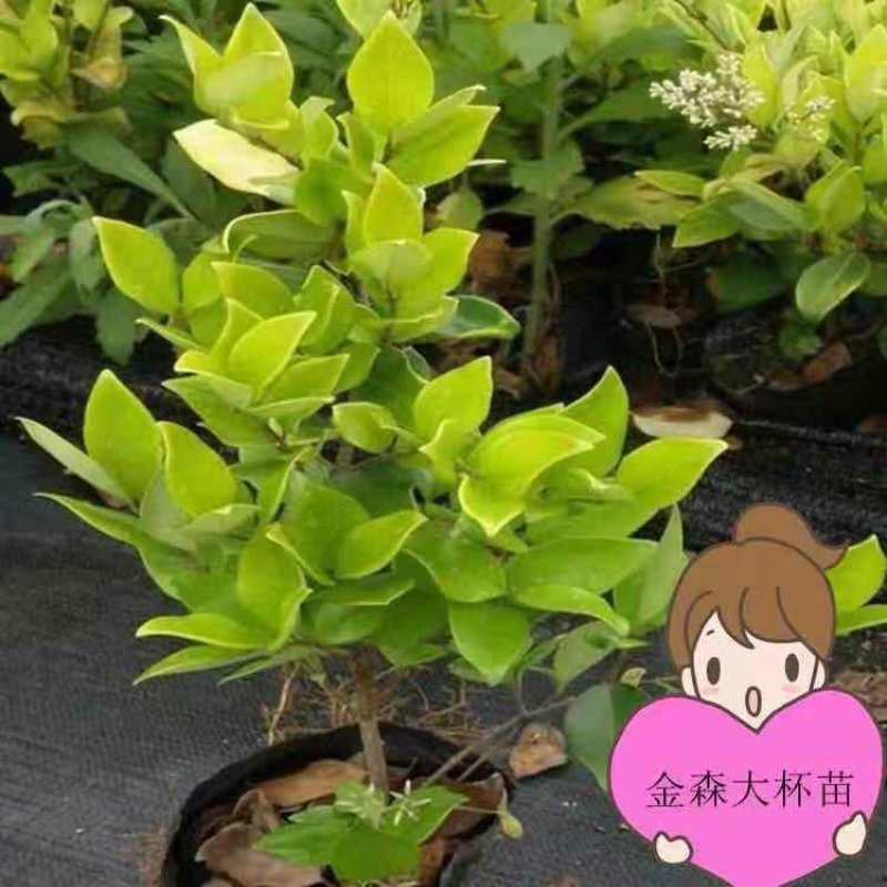 金森女贞小杯大杯基地直销