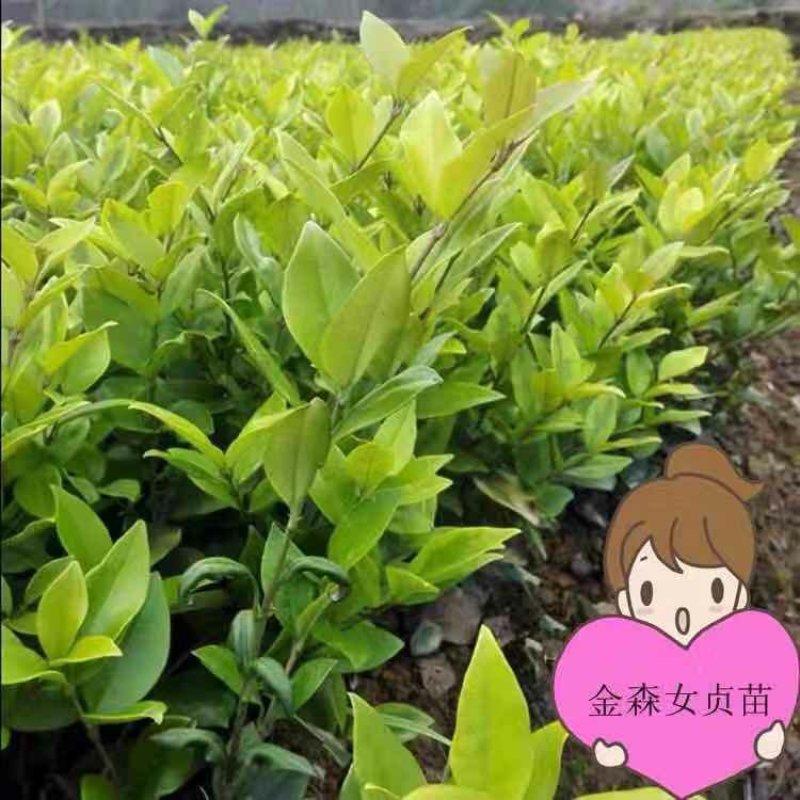 金森女贞小杯大杯基地直销