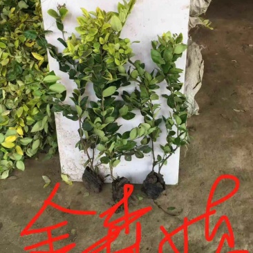 金森女贞小杯大杯基地直销