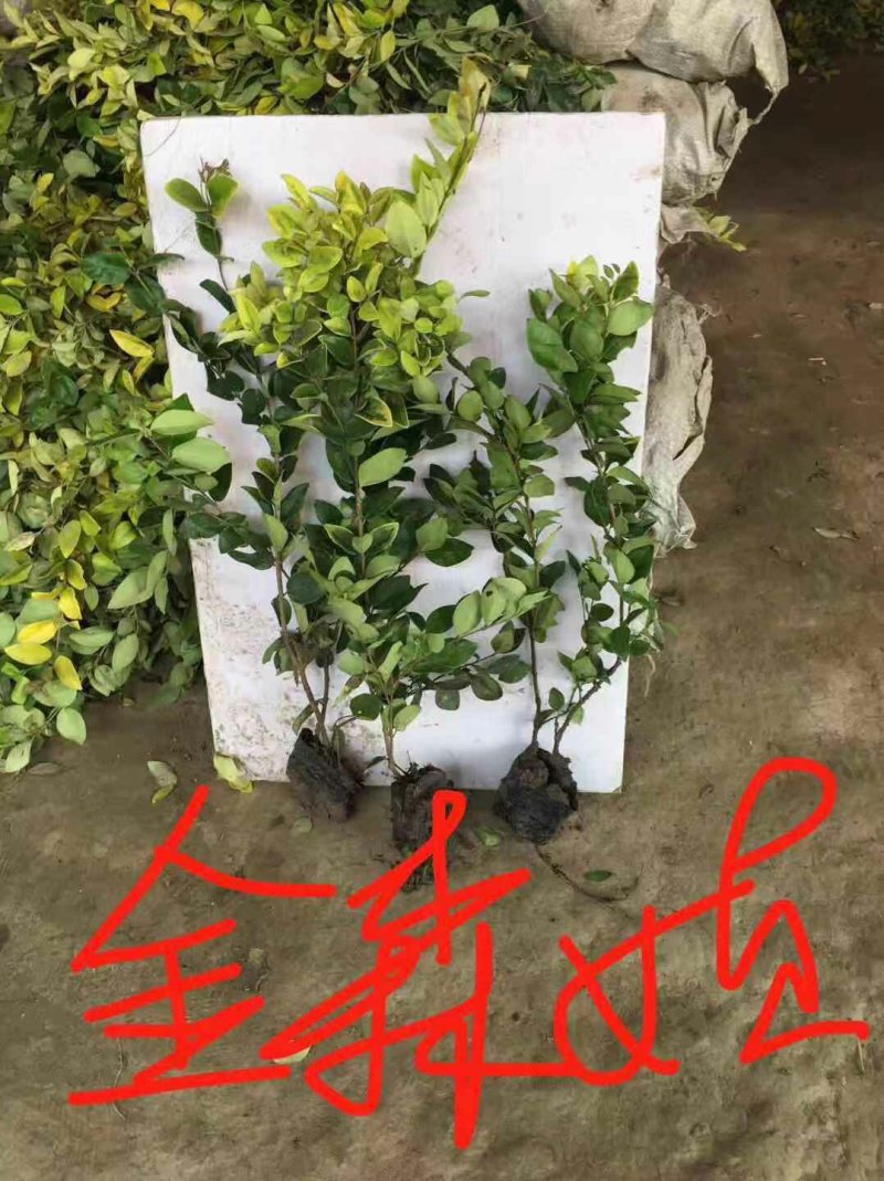 金森女贞小杯大杯基地直销