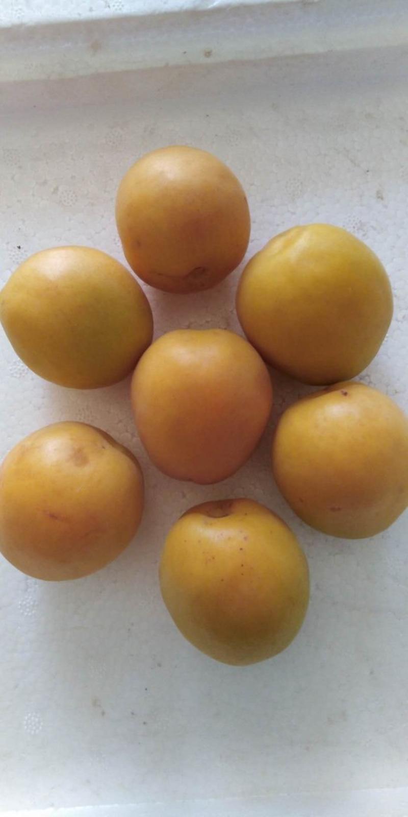 荷兰香蜜杏现挖现卖保纯度质量
