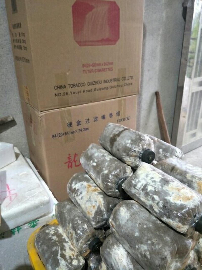 桂林龙燕菌业紫灵芝菌种批发。。。。。。。。