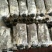 桂林龙燕菌业紫灵芝菌种批发。。。。。。。。