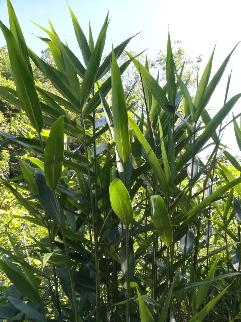 新鲜粽叶野生