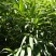 新鲜粽叶野生