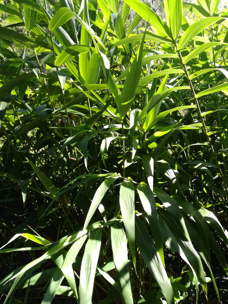 新鲜粽叶野生