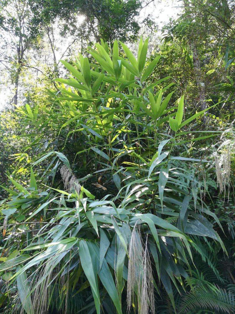 新鲜粽叶野生