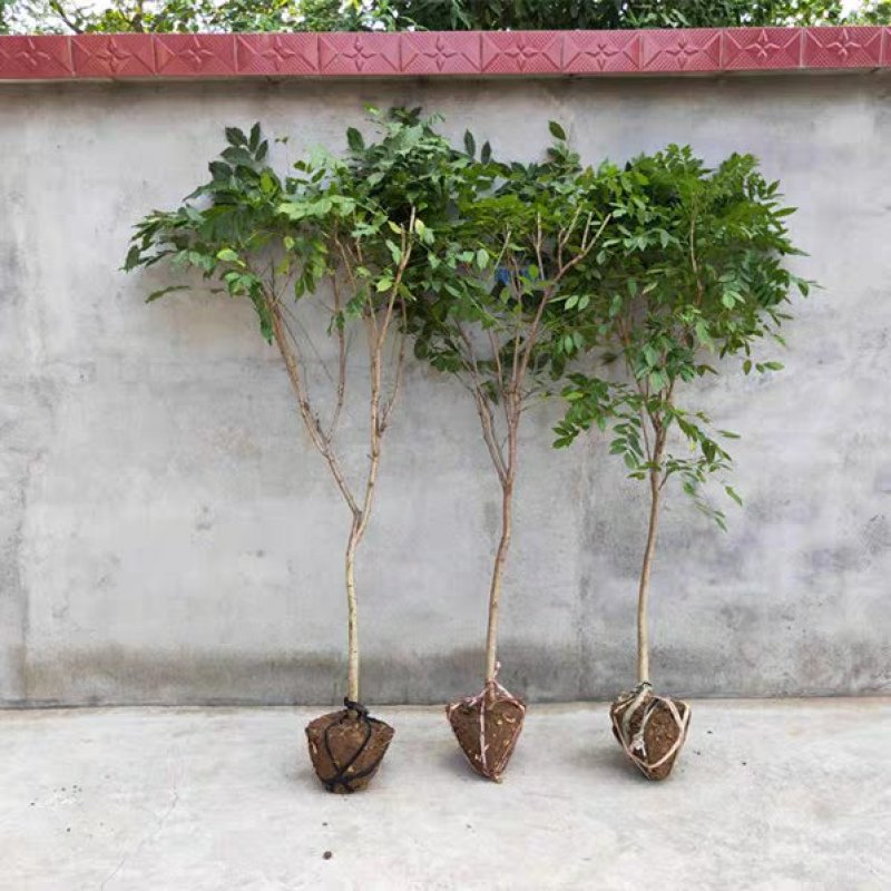 紫藤树苗庭院攀援植物屋顶花园围墙爬藤植物朱藤萝十年大紫藤