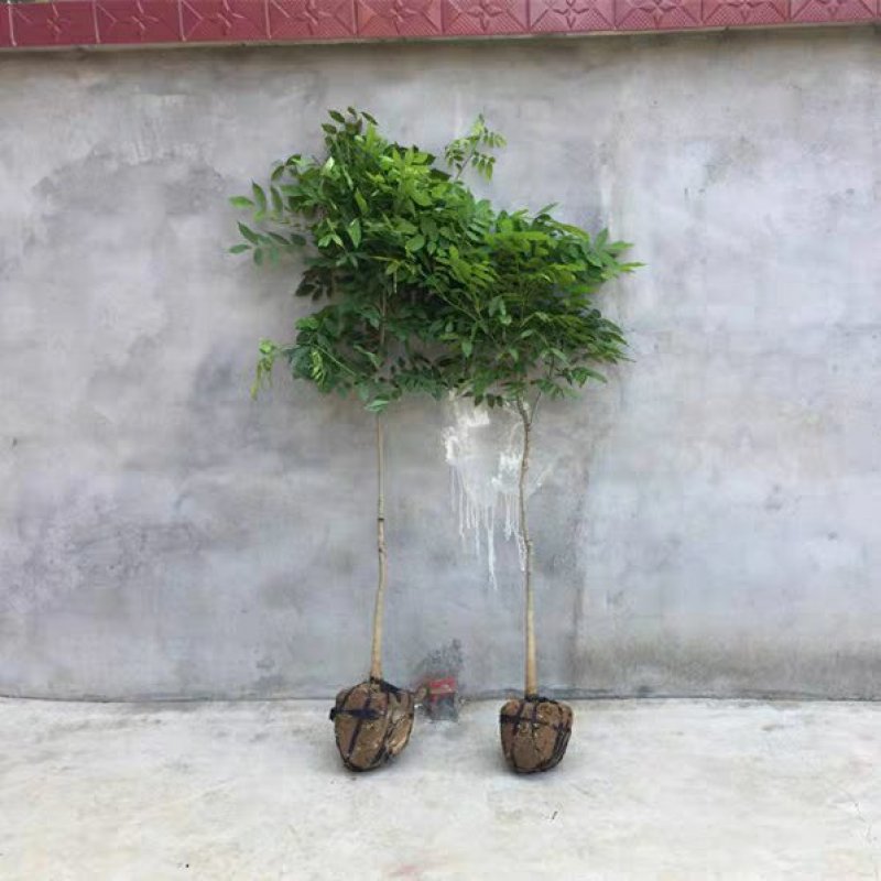 紫藤树苗庭院攀援植物屋顶花园围墙爬藤植物朱藤萝十年大紫藤