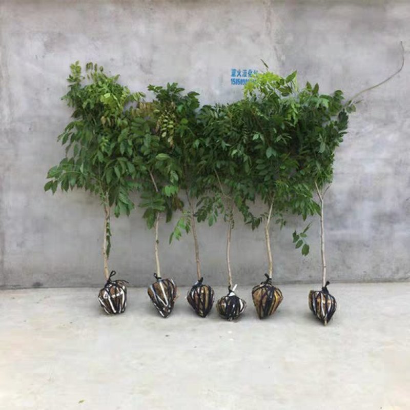紫藤树苗庭院攀援植物屋顶花园围墙爬藤植物朱藤萝十年大紫藤