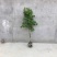 紫藤树苗庭院攀援植物屋顶花园围墙爬藤植物朱藤萝十年大紫藤