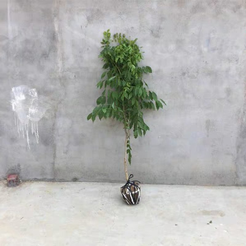 紫藤树苗庭院攀援植物屋顶花园围墙爬藤植物朱藤萝十年大紫藤