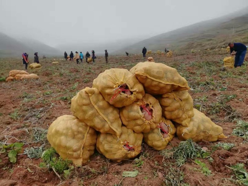 高山土豆