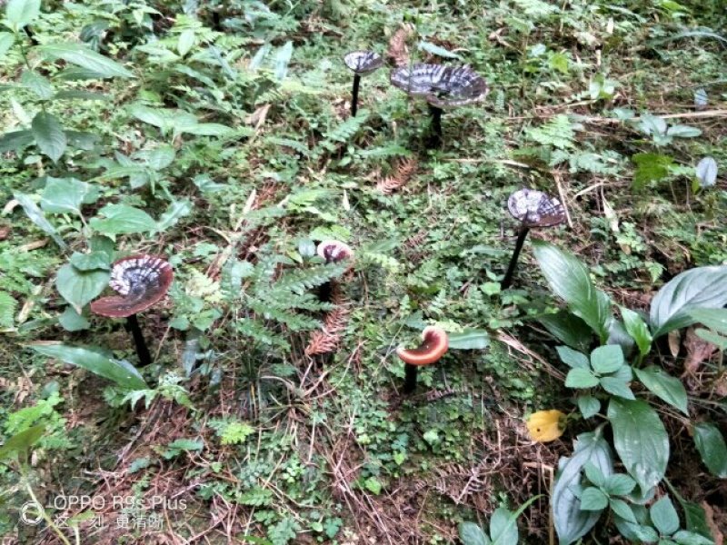 桂林龙燕菌业紫灵芝菌种批发。。。。。。。。